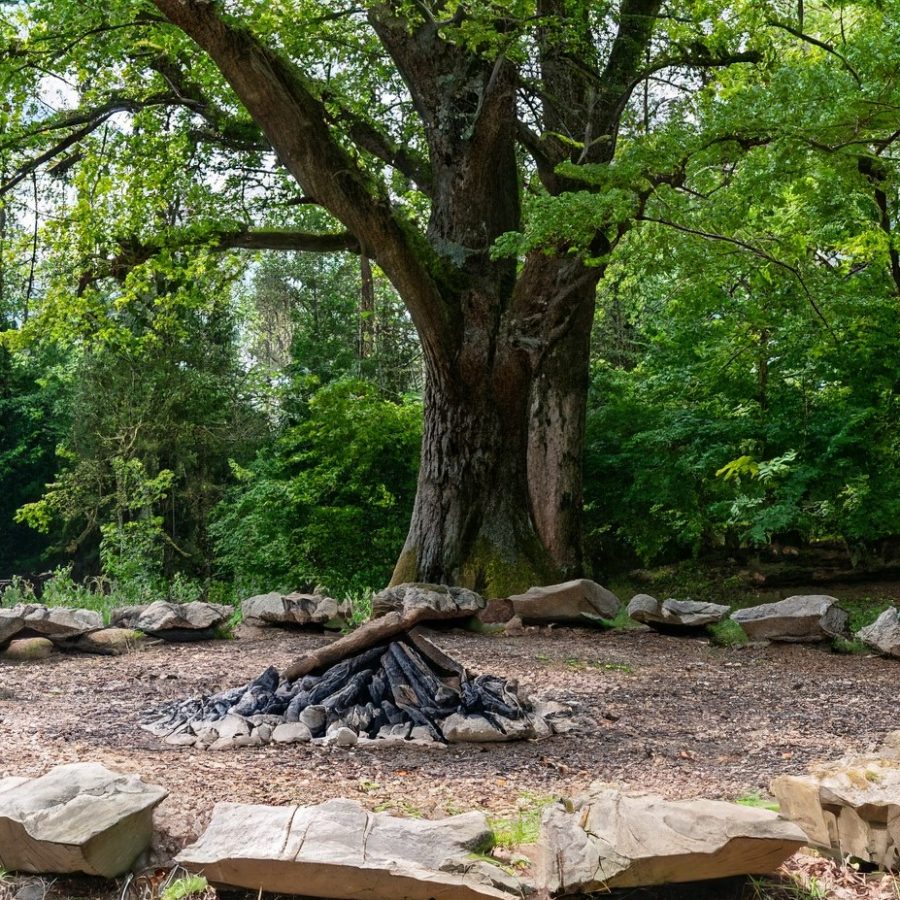 Firefly Kräftige Eichenbäume mit üppiger Baumkrone und mit grünen feinen Baumwurzeln auf braunem Wal (1)